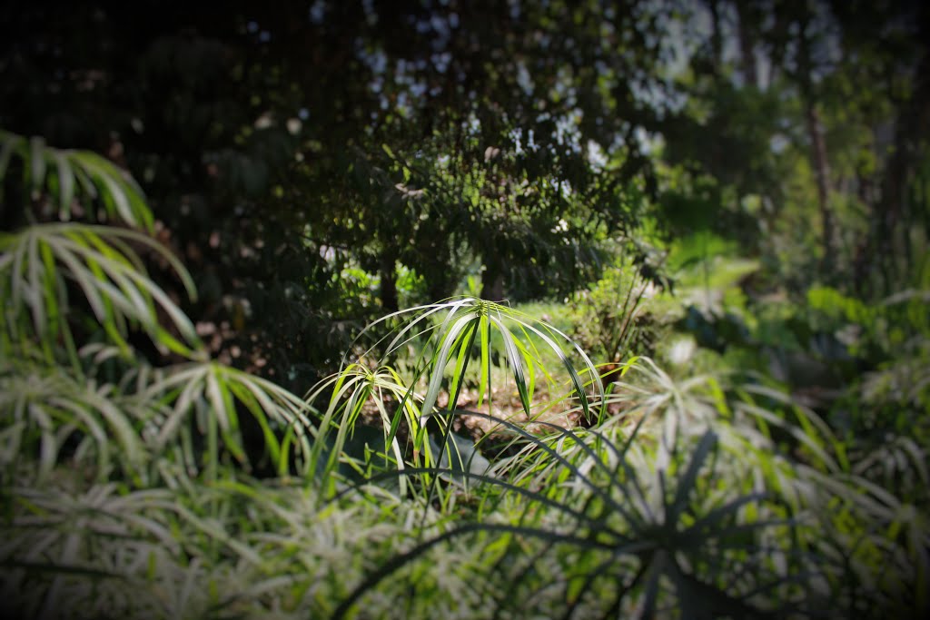 Aquatic plants in Orman Gardens, Giza, Egypt. by mrmriad