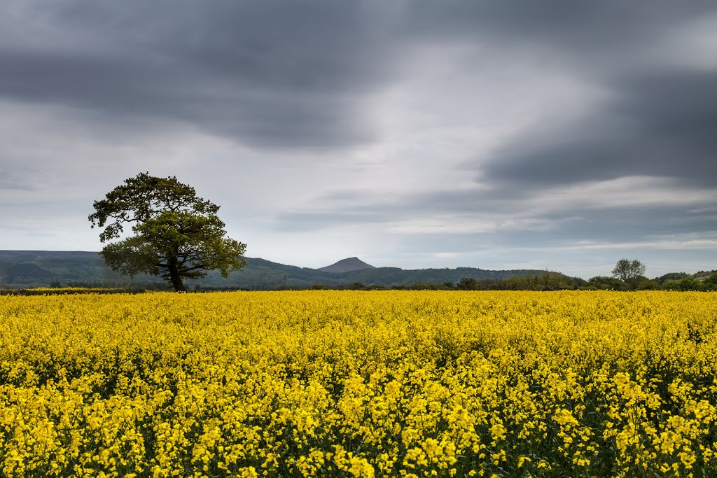 Guisborough, UK by Nogin TheNog