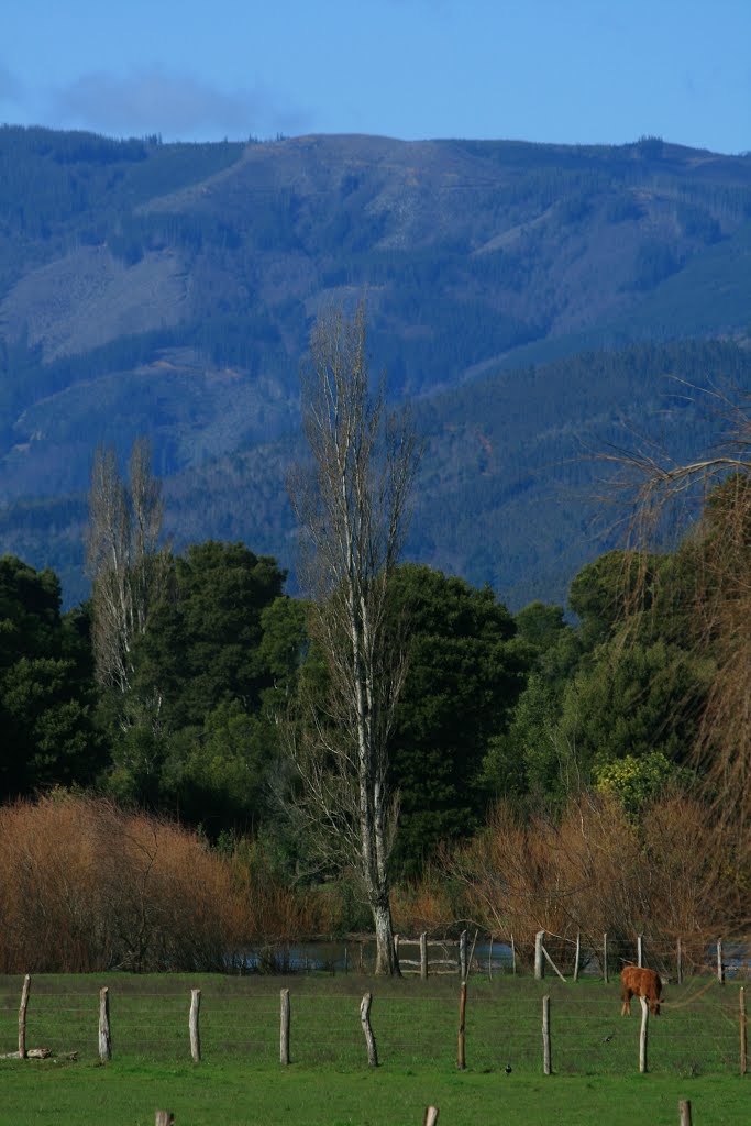 Arauco, Región del Bío Bío, Chile by Juan Pablo Tolosa