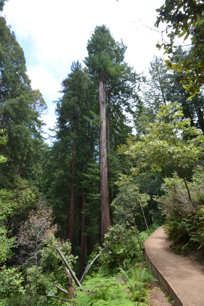 A path in Muir Wood. by Emmanuel Raza