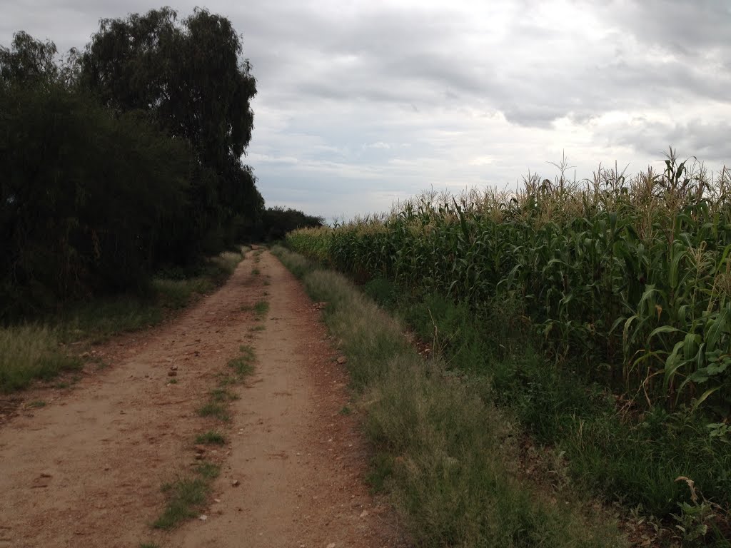 Palomas, Villa de Reyes, S. L. P. Camino a Rancho Nuevo by AvilaPedro