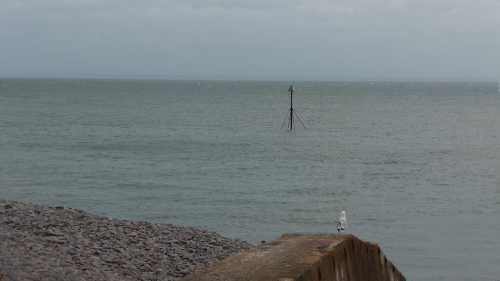 Minehead - Seagull looks out to Sea by A Photographer