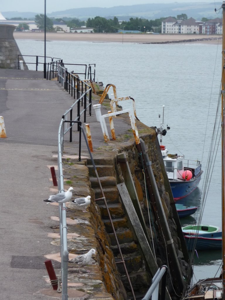 Minehead - Seagulls at Harbour by A Photographer