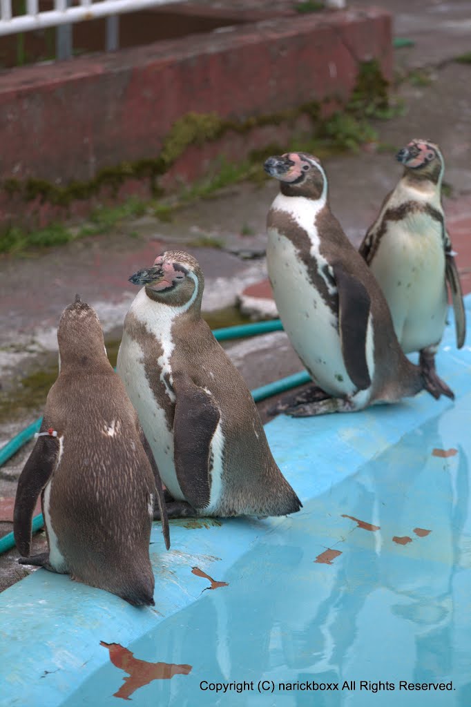 Penguin　KushiroZoo 2015 by narick boxx