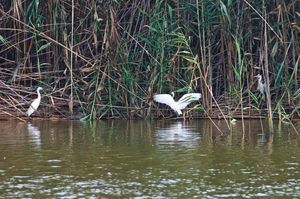 FAUNA DE LA ALBUFERA by Rafael Peñate Navarr…