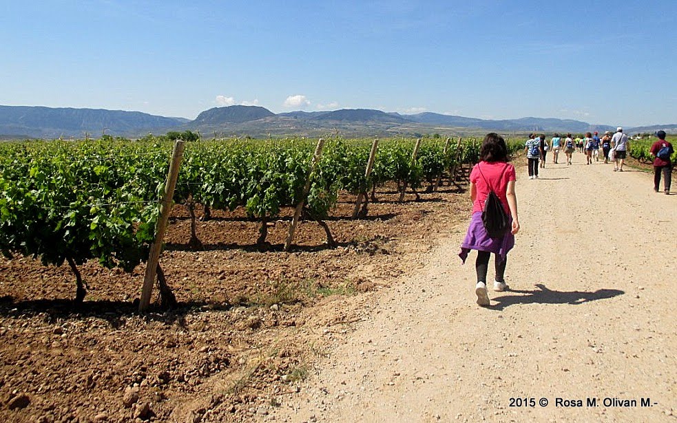 Viñas por el camino . Villamediana de Iregua . La Rioja . España - Spain by Rosa  M. Olivan M.(-…