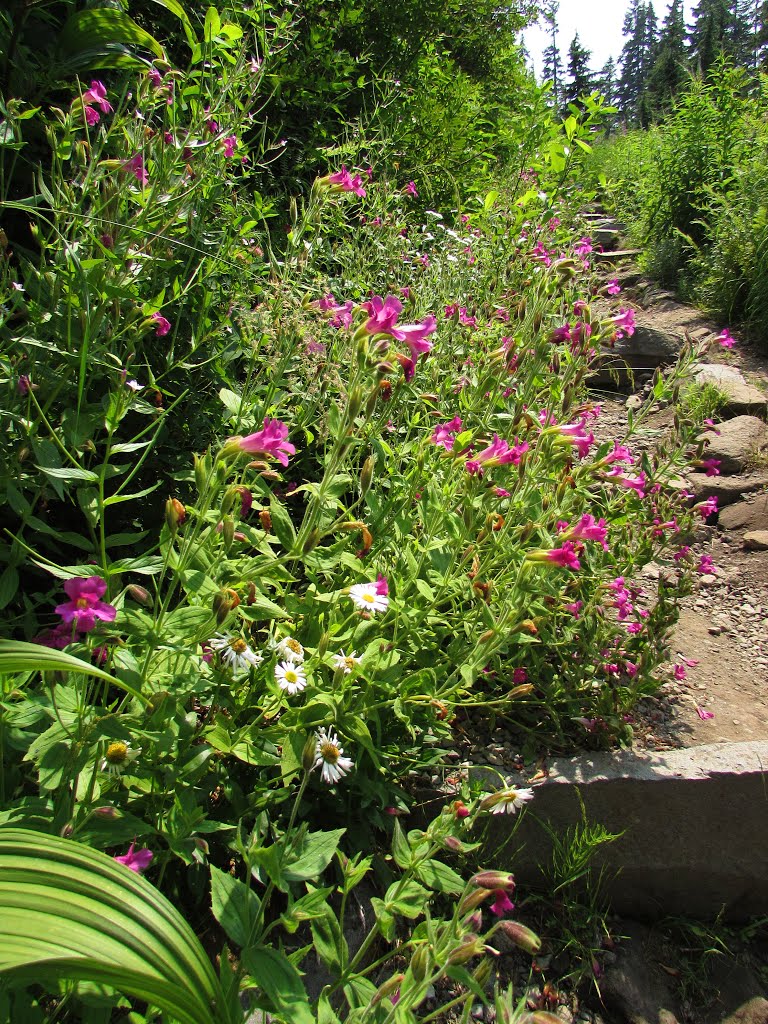 Wildflowers on Bagley Lakes Trail by Chris Sanfino