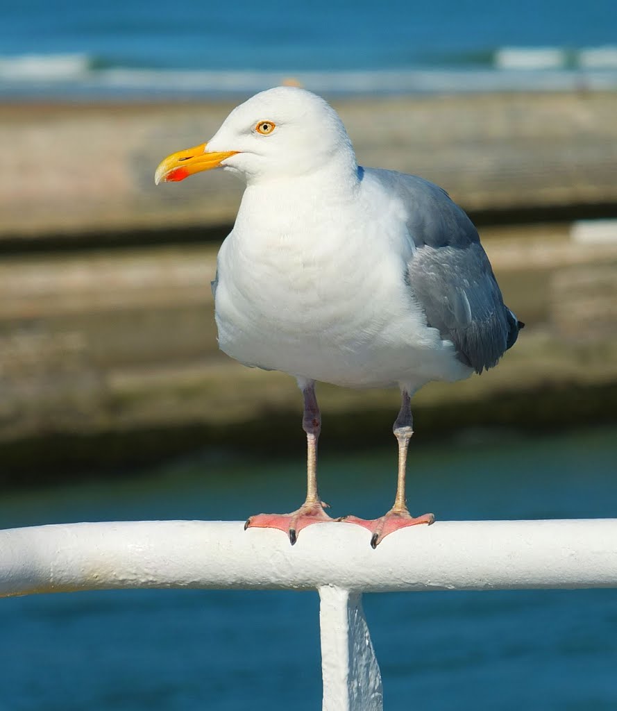 France_Nord-Pas-de-Calais_Calais_seagull_DSCF7819 by George Charleston