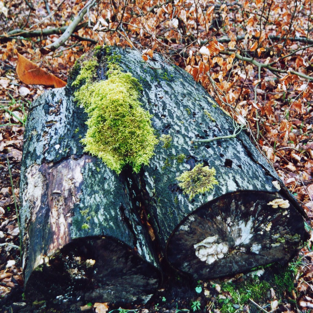 Baum-Torso mit 'Suspensorium' / Tree-torso with 'jockstrap' by Rai©Lui