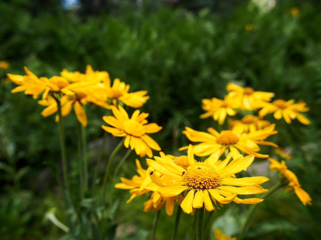 Sneezeweed by Brian More