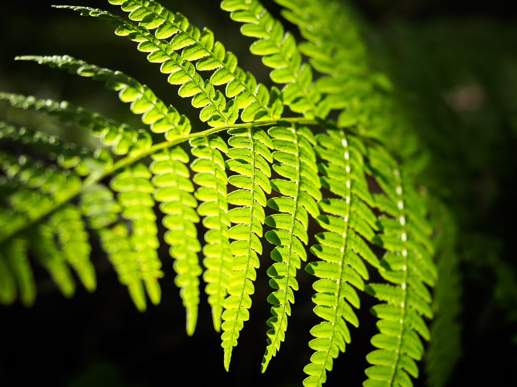 Fern Leavs by Brian More