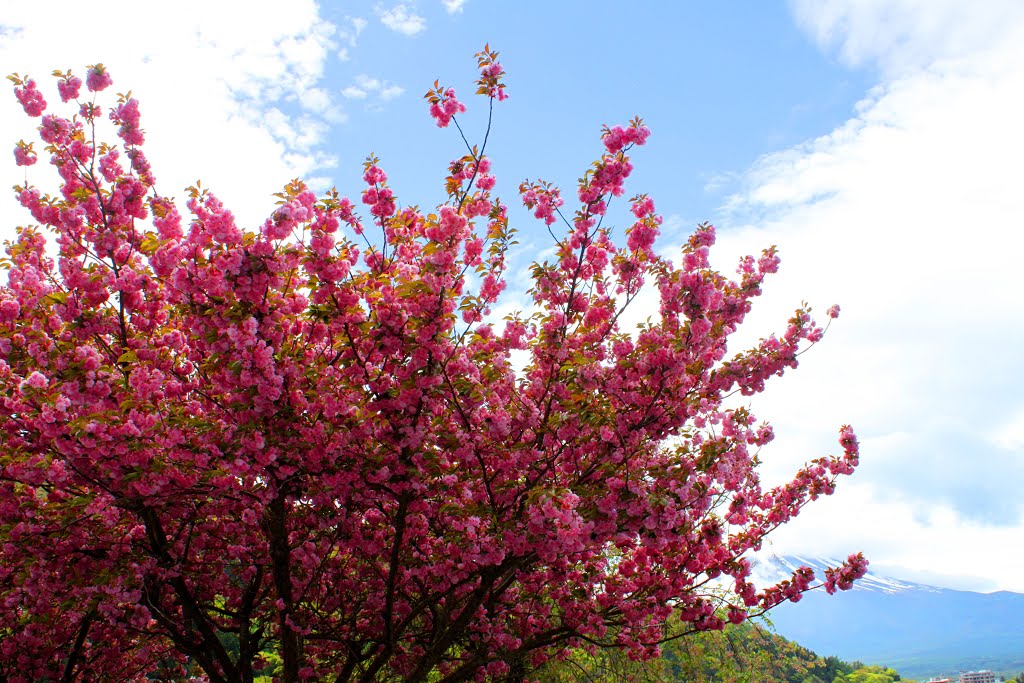 Azagawa, Fujikawaguchiko, Minamitsuru District, Yamanashi Prefecture 401-0303, Japan by quanphe ngoduc