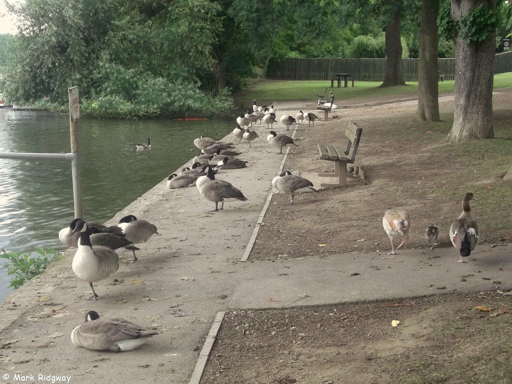 Waterfowl by the River Thames, Datchet (3) by Mark Ridgway