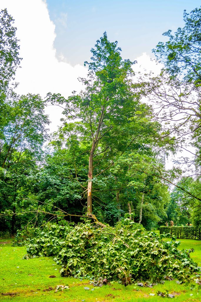 Ein halber Baum ist dank "Zeljko" in den Park gekracht ... ☺☺☺ by Boris Gonschorek