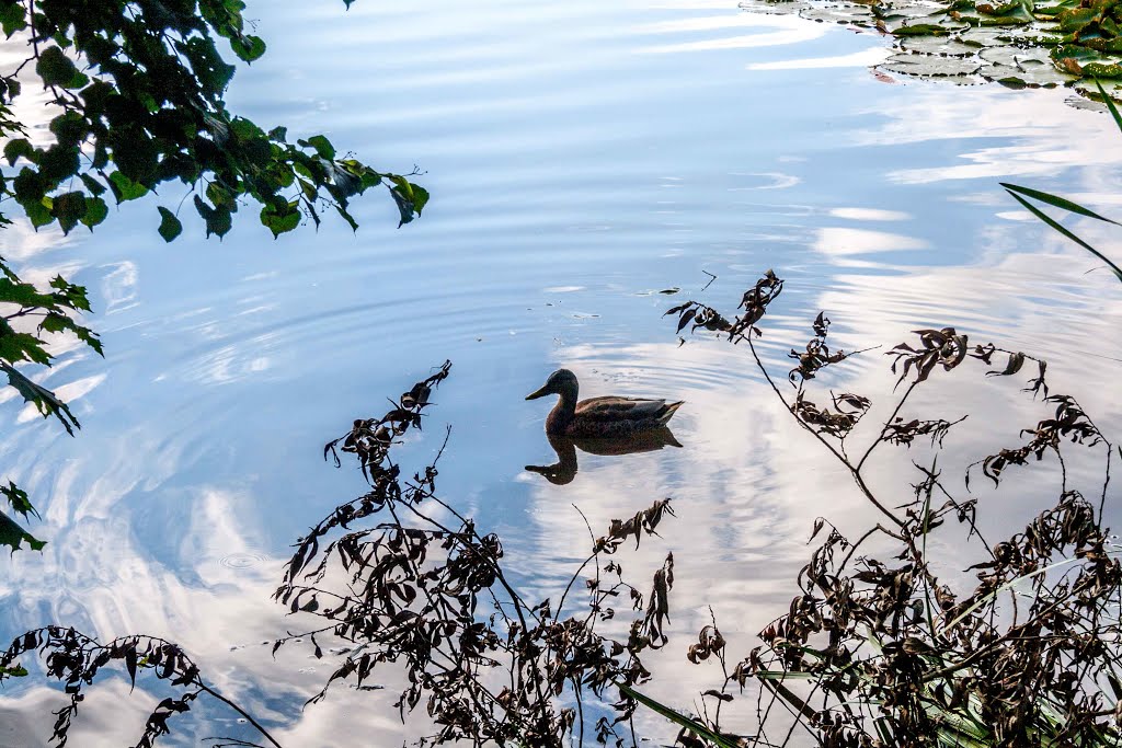 Kleine Enten lassen sich von einem Sturmtief nicht erschrecken .. ♥♥♥ by Boris Gonschorek