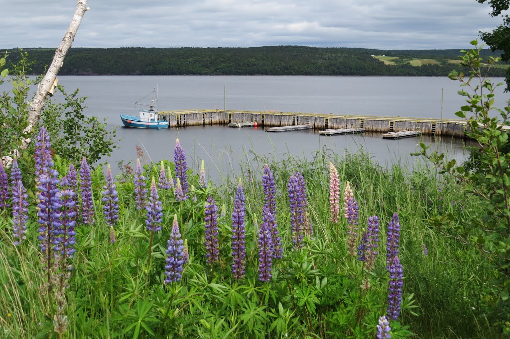 Port Blandford harbour provided a rail link to local shipping until 1988. by Steve Manders