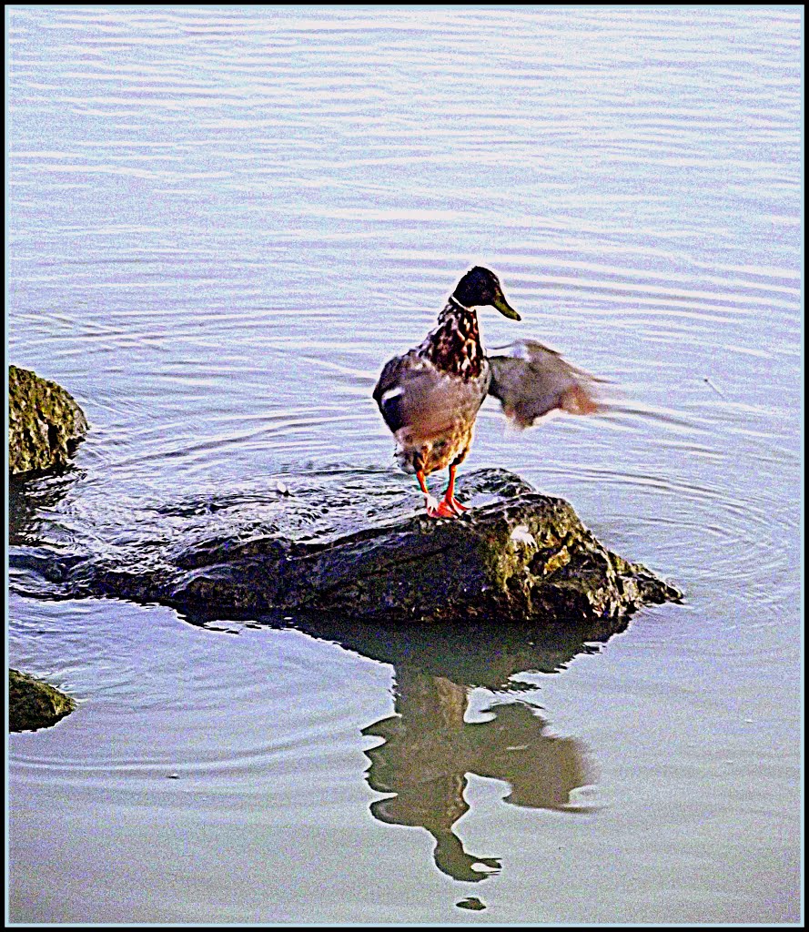 PANORAMIO FOREVER...Just in time, you could say the <flight>, was alarmed to see me and on ......! by gianluigi bonomini