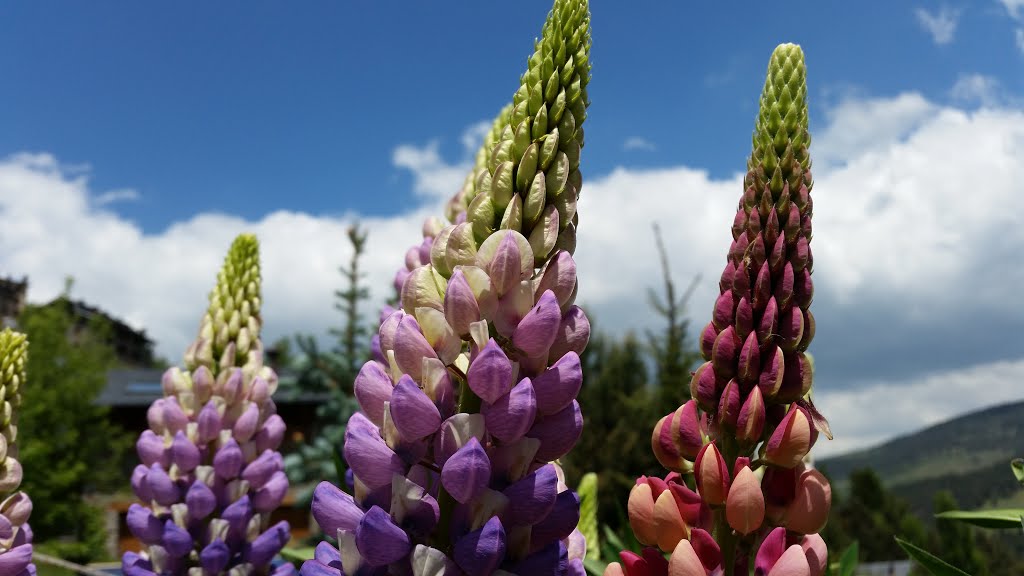 Lupines. by Manel Mejias