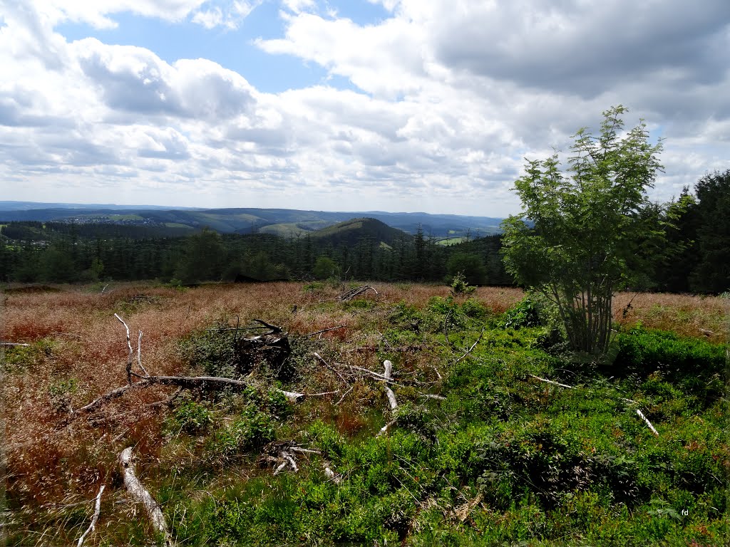 Heidelandschaft am Kahlen Asten. by Friedhelm Dröge