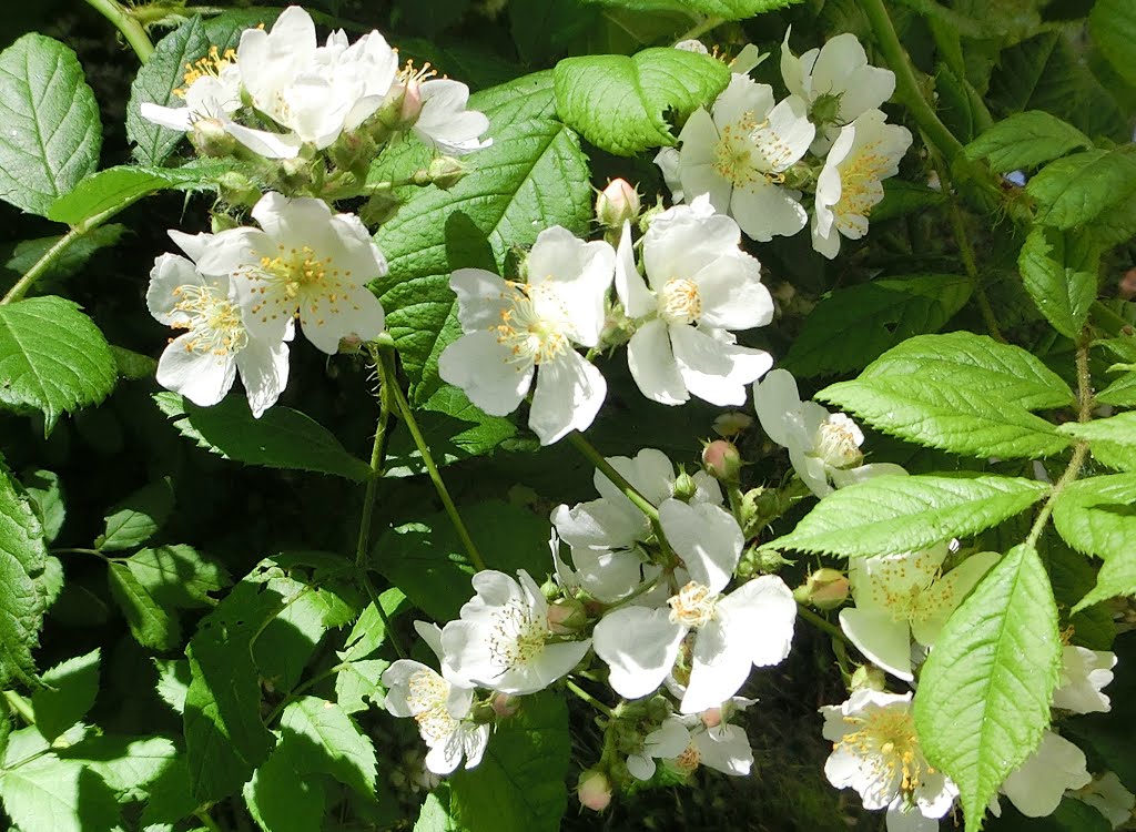 Himbeerblüten by Baden de