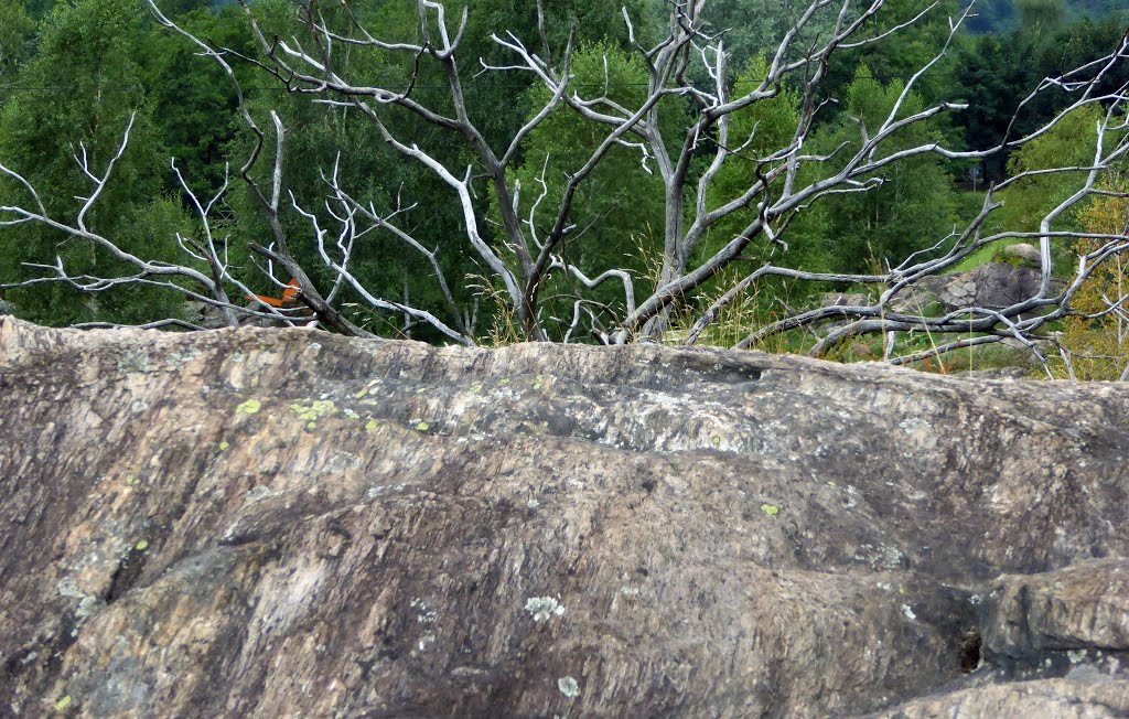 Alberi e rocce di Zuoli by Marco Carnelli