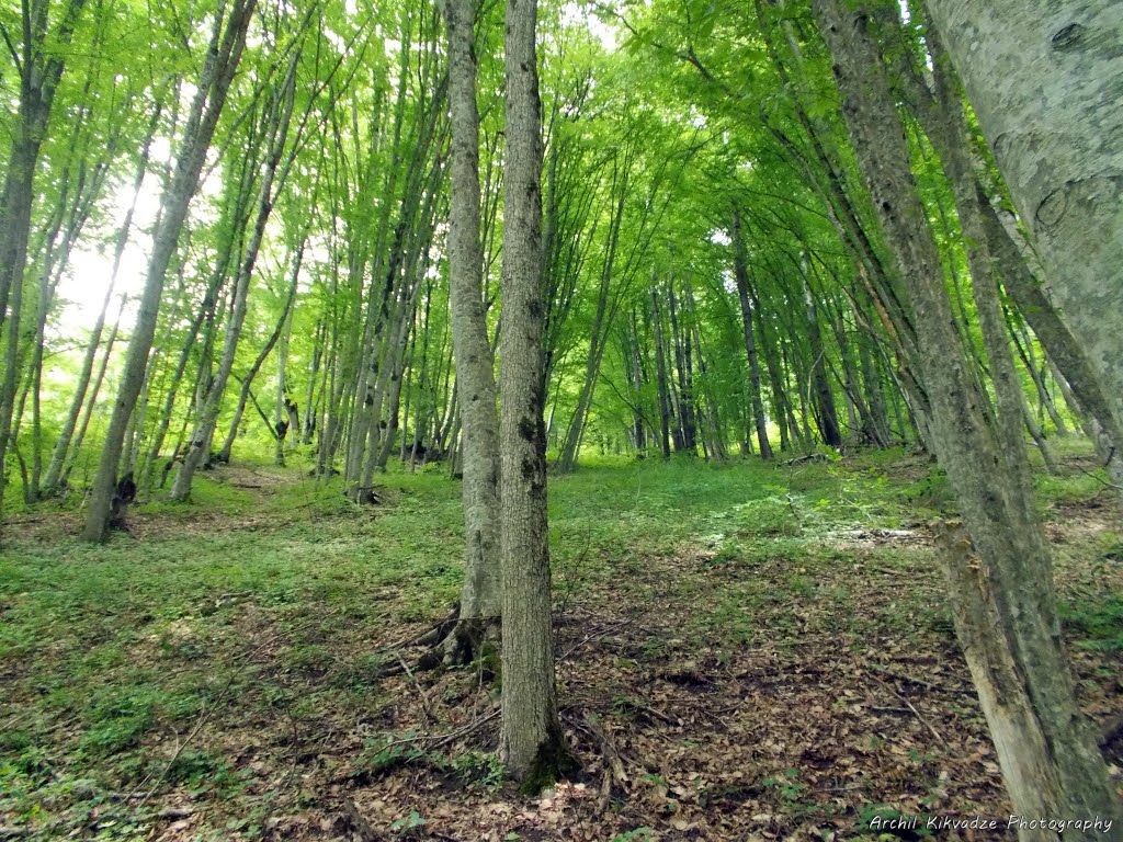 Შარახევის ხეობა/Sharakhevi river ravine. Pshavi region, Georgia by Archil Kikvadze