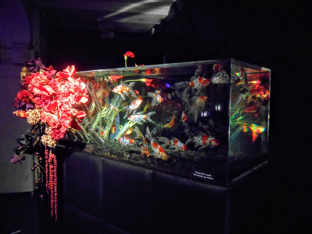 Art Aquarium by Laura Riva