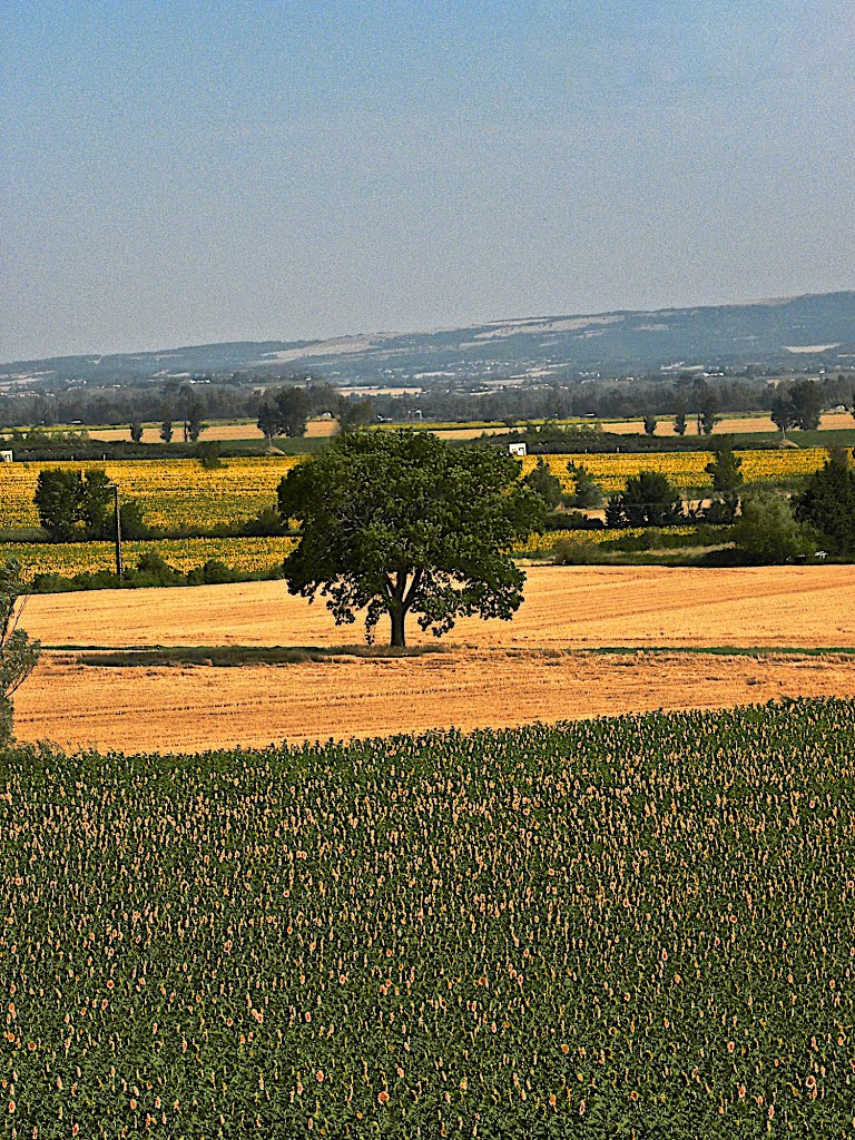 Als Bens Plans, près de la capèla Sant-Martin de la Sala de Lauragués - Occitania by Franc Bardou