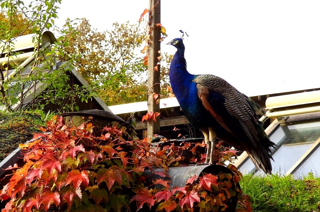 Zoologischer Stadtgarten Karlsruhe by Baden de