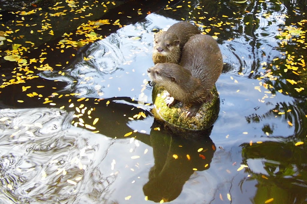 Zoologischer Stadtgarten Karlsruhe by Baden de