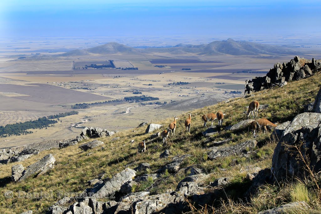 Guanacos en las sierras (DF) by Daniel Fernandez