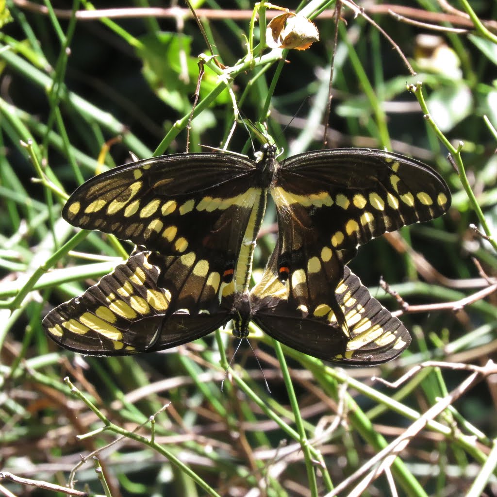 Giant swallowtails by Ronald Losure