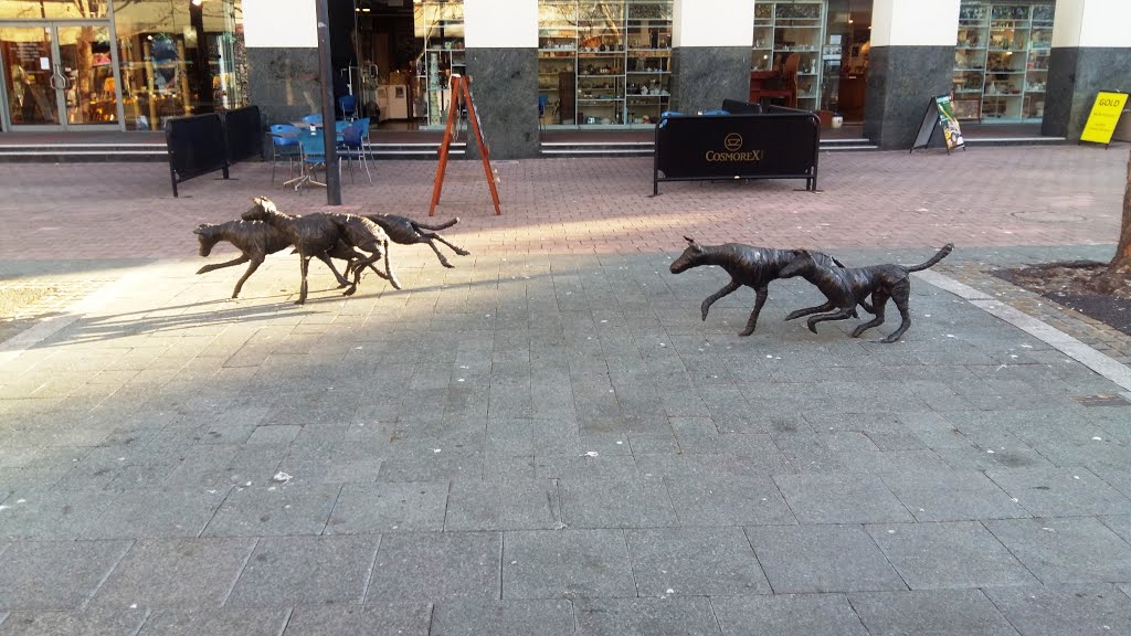 Dogs running through a street in central Canberra by Stanisław G.