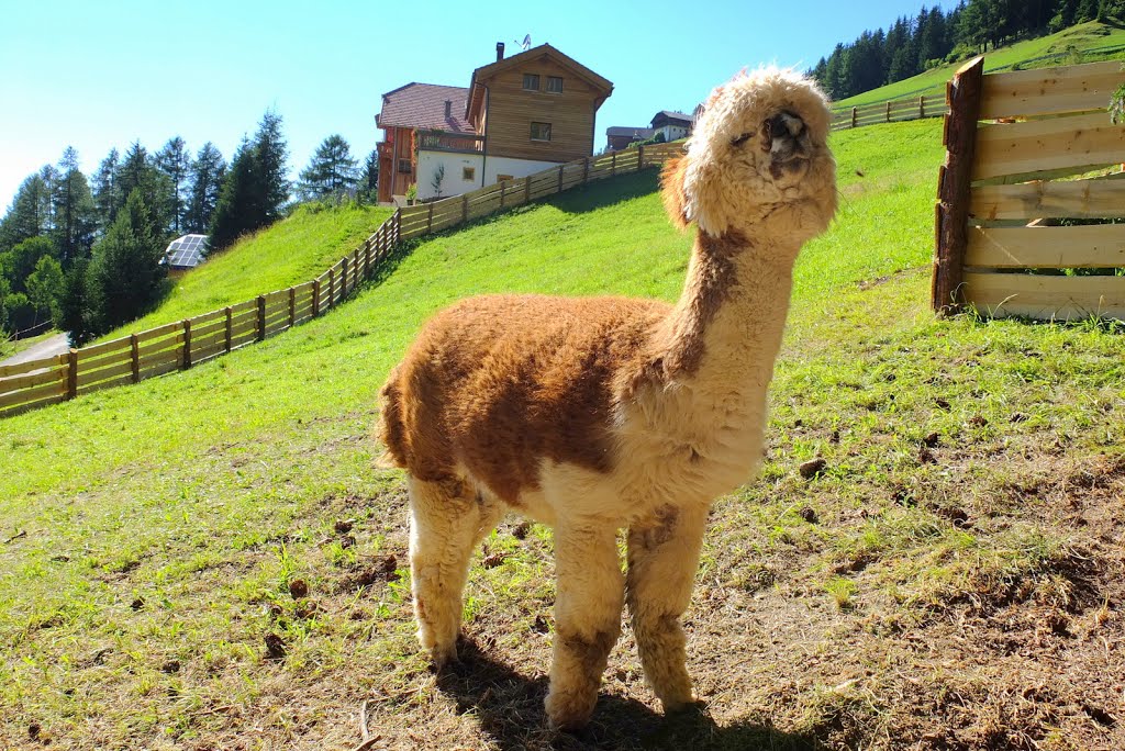 Alpaca by Andrea Gervasoni and…