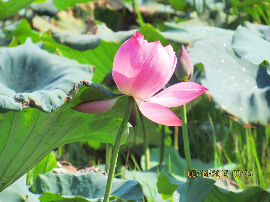 Hương Thọ, tx. Hương Trà, Thừa Thiên Huế, Vietnam by Đăng Định