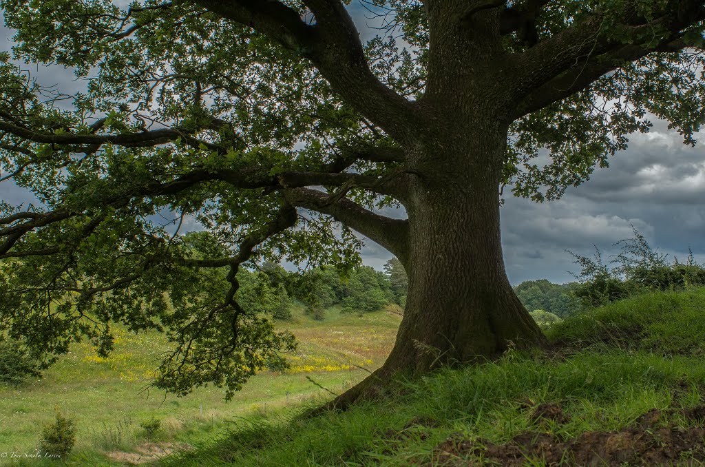 Oak by Søholm Larsen