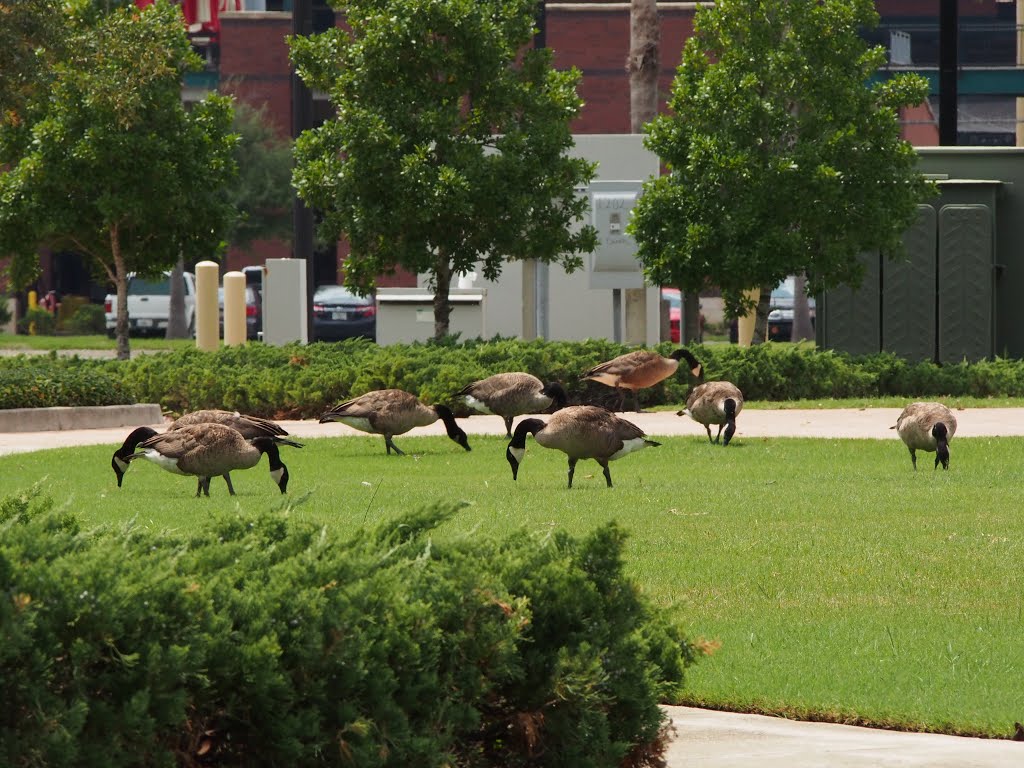 Everbank Field parking lot in July by Sam Feltus