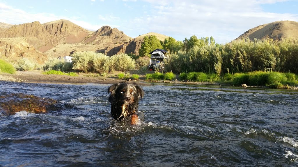 Playing in the John Day River by matthew mangus