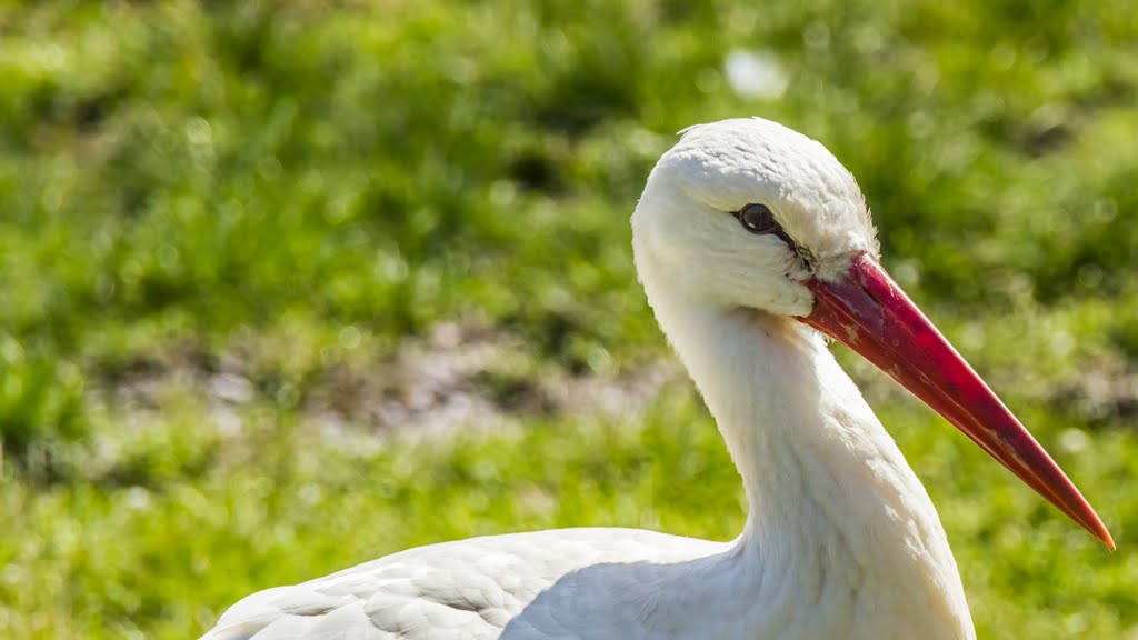 Weißstorch im Wildpark Poing by moatlspeed