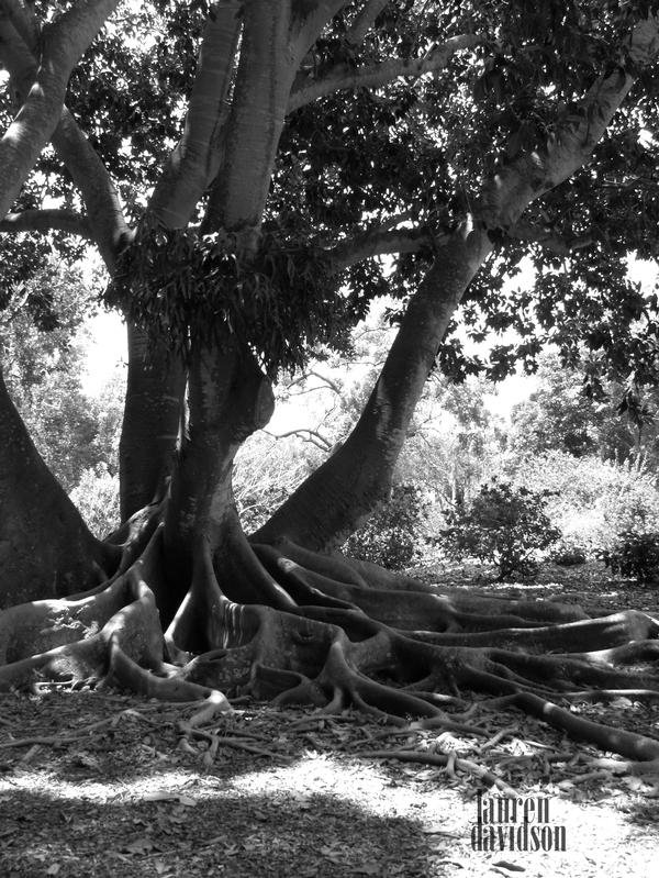 Marie selby banyan, sarasota, fl by Lauren LeRose Davidson