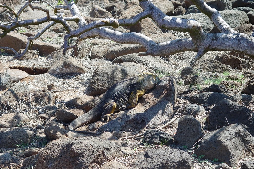 Iguana en su habitat, Seymour Norte, Galapagos, Ecuador by Alvaro Espinel