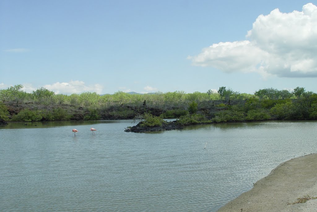 Laguna de los Flamingos, , Santa Cruz, Galapagos, Ecuador by Alvaro Espinel