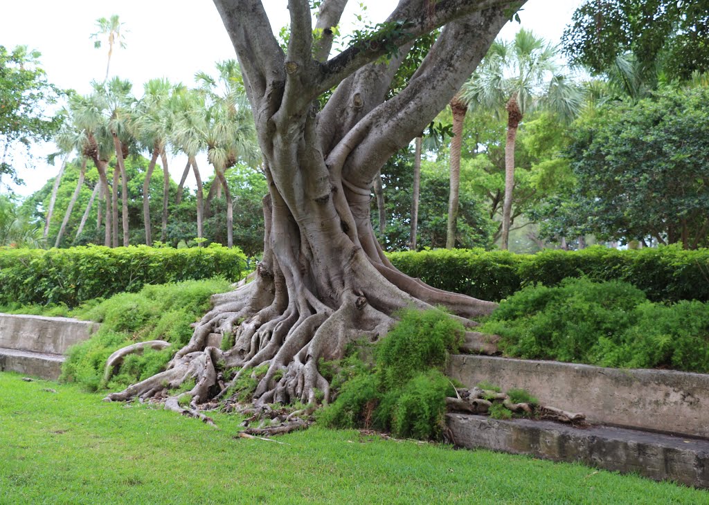 LB - Roots by Luis O. Boettner