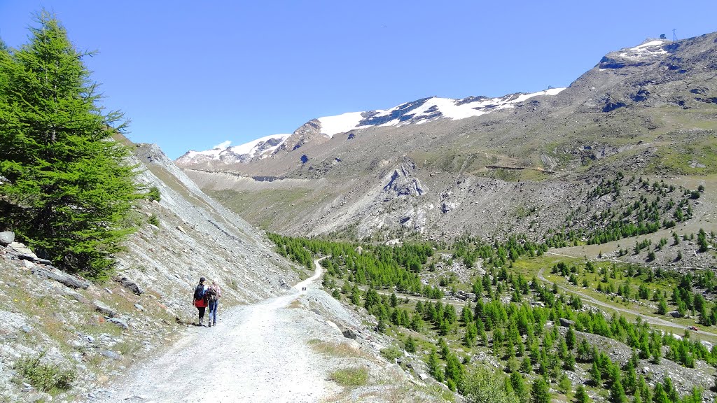 Grinjesee's area's sight toward "Findelgletscher" on summer by Picea Abies