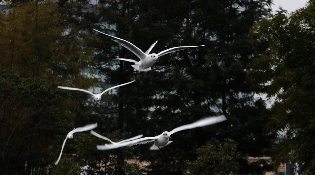 云南 昆明 翠湖 红嘴鸥 Black-headed Gulls in chestwood in Kunming Yunnan China 2008-1-16 by 如歌