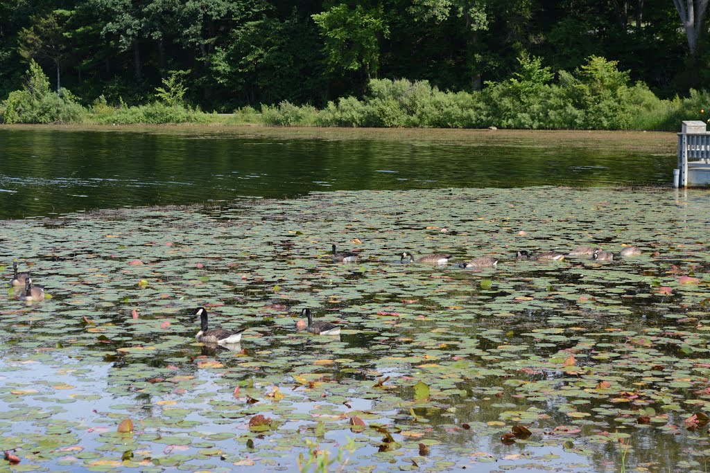 Island Lake State Park by plumgarden