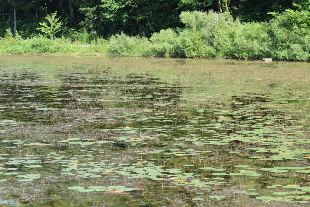 Island Lake State Park by plumgarden