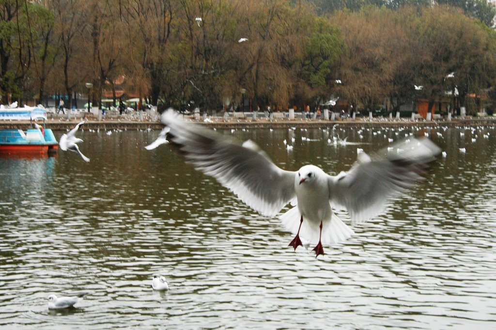 云南 昆明 翠湖 红嘴鸥 Black-headed Gulls in chestwood in Kunming Yunnan China 2008-1-16 by 如歌