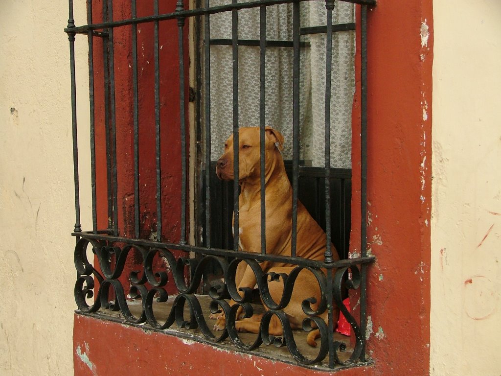 Dog in Prison by Andreas Junghanns