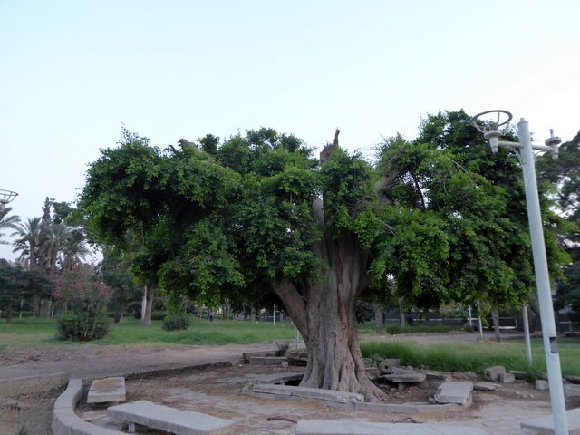 El-Montaza, Heliopolis, Cairo Governorate, Egypt by Michel Hanna